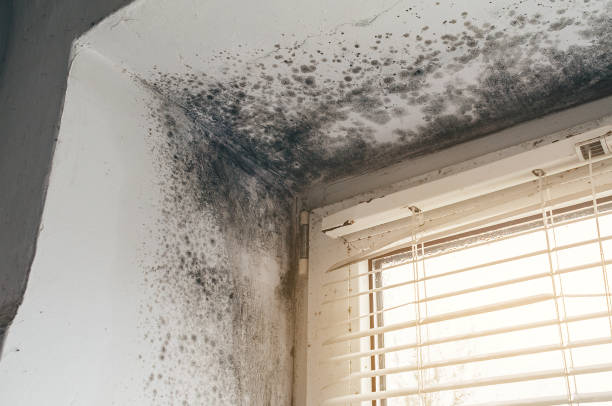 Affordable Black Mold Remediation solutions in Mount Arlington, NJ